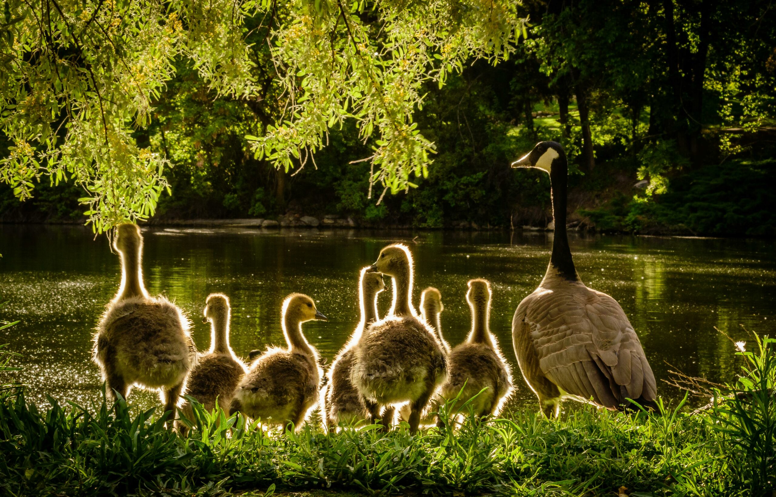 Enten In Der Nähe Von Gewässern