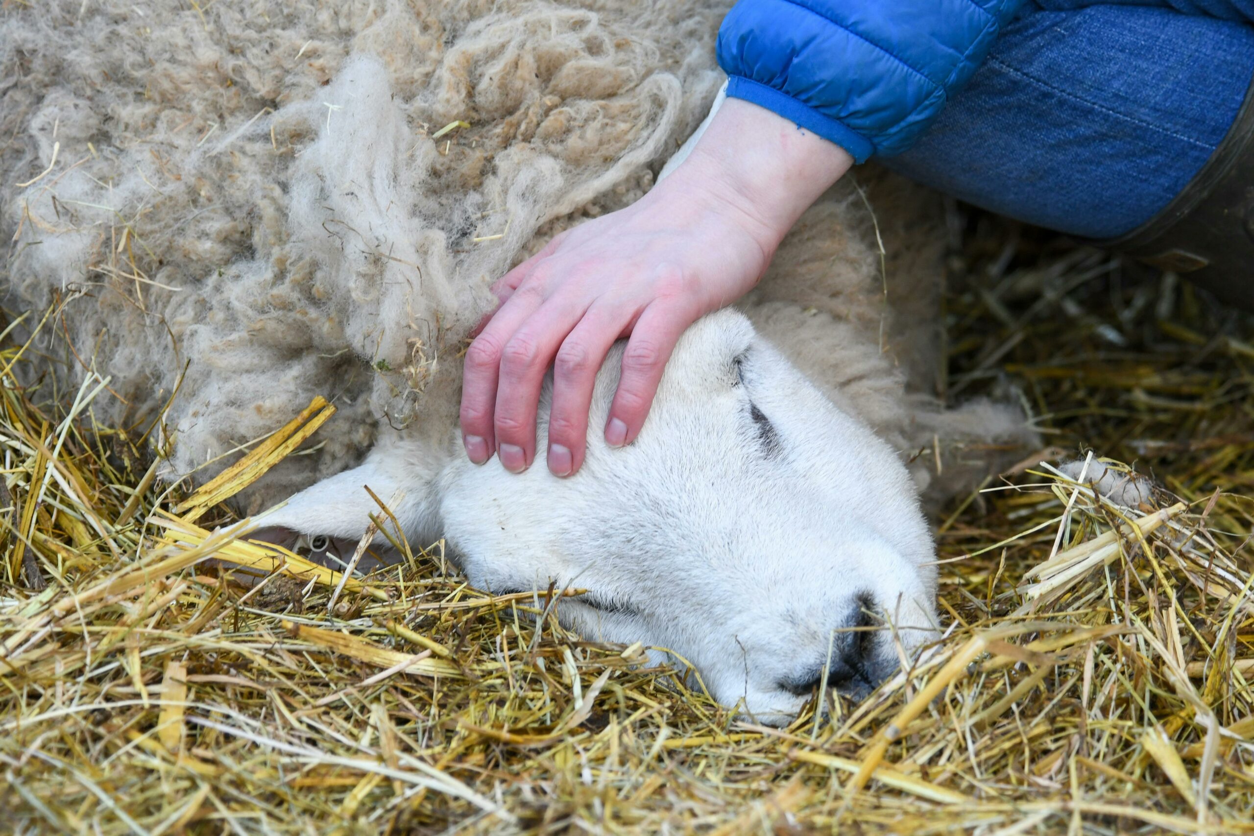 Person tröstet ein ruhendes Schaf auf einer Farm in Lutterworth. Aufgenommen in einer ruhigen Umgebung im Freien.