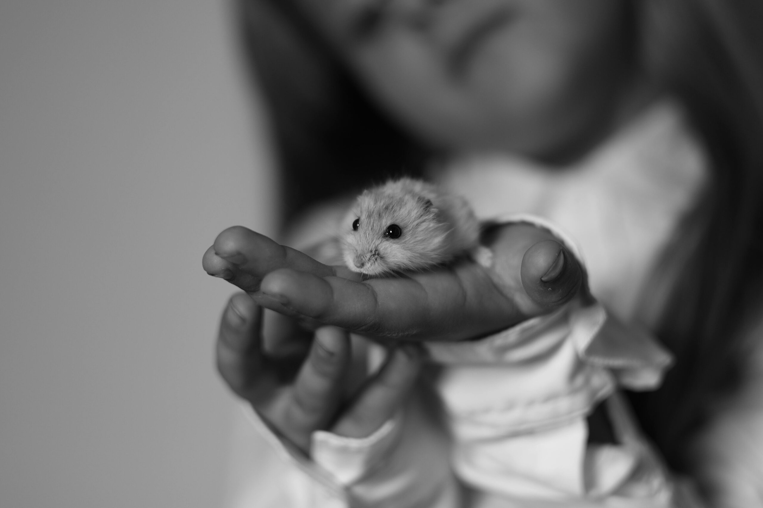 Kostenloses Stock Foto zu barmherzigkeit, bezaubernd, bw fotografie
